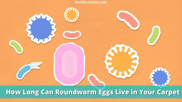 How Long Can Roundworm Eggs Live in Your Carpet