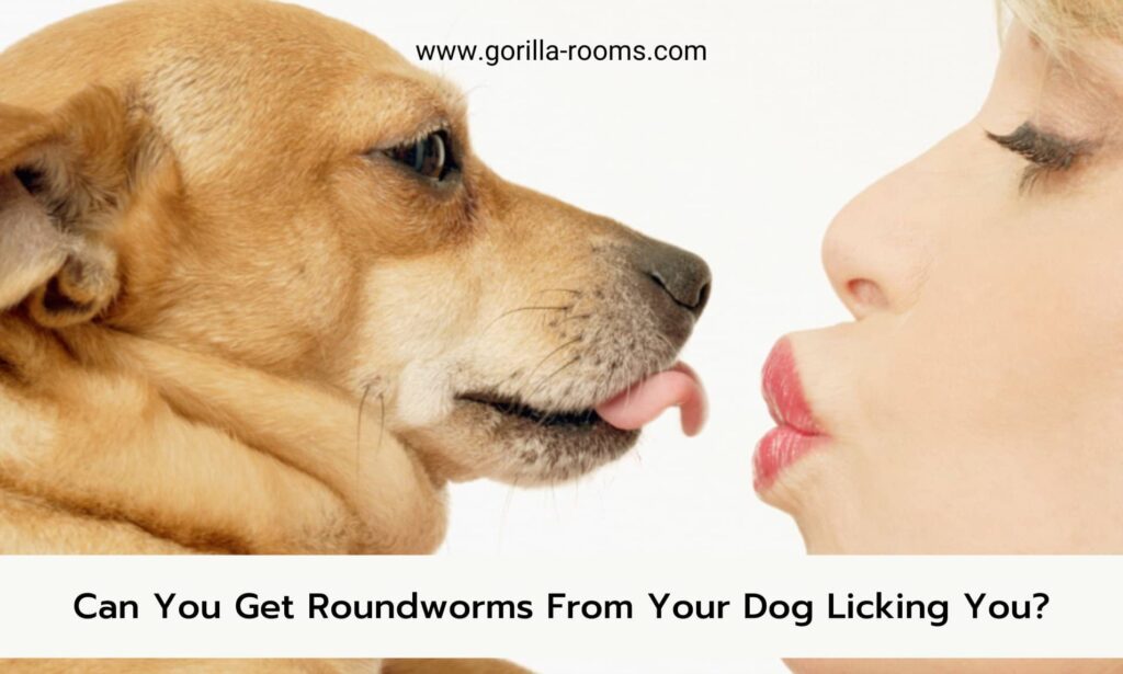 How Long Can Roundworm Eggs Live in Your Carpet » Gorilla Rooms
