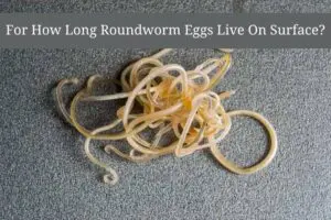 Roundworms on floor