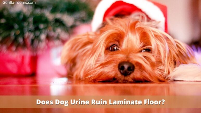 Does Dog Urine Ruin Laminate Floor? (Explained!) - Gorilla Rooms