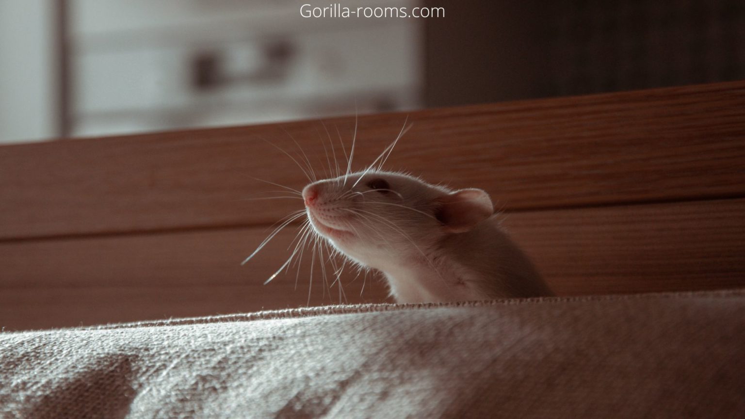 How To Clean A Couch After Mice Infestation? (Easy Tips)