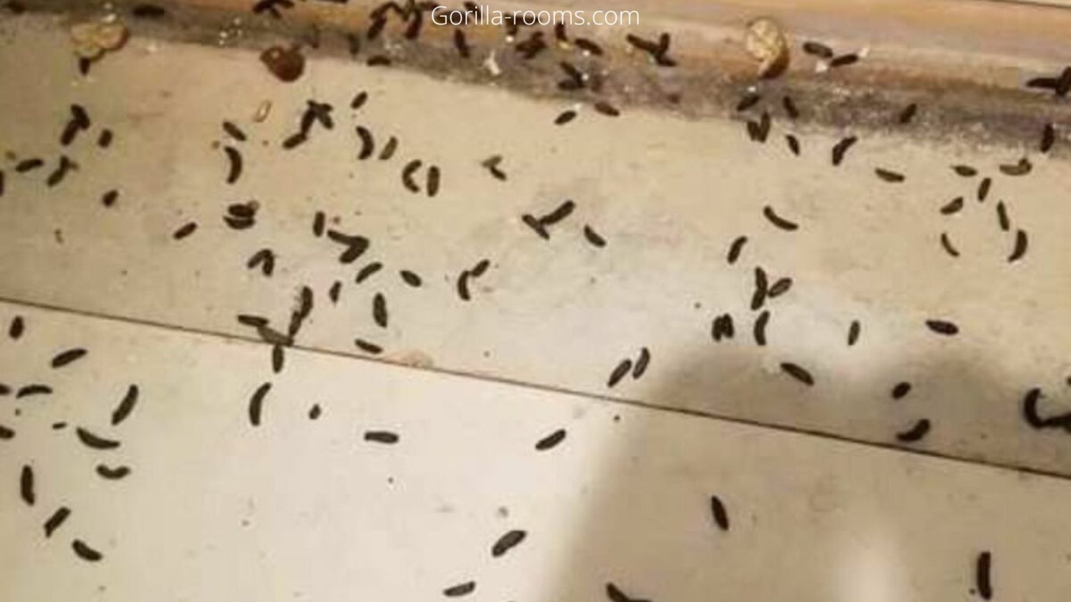 How To Clean A Couch After Mice Infestation? (Easy Tips)