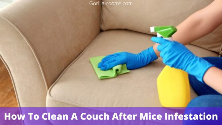 How To Clean A Couch After Mice Infestation