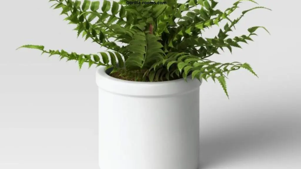 Boston Fern