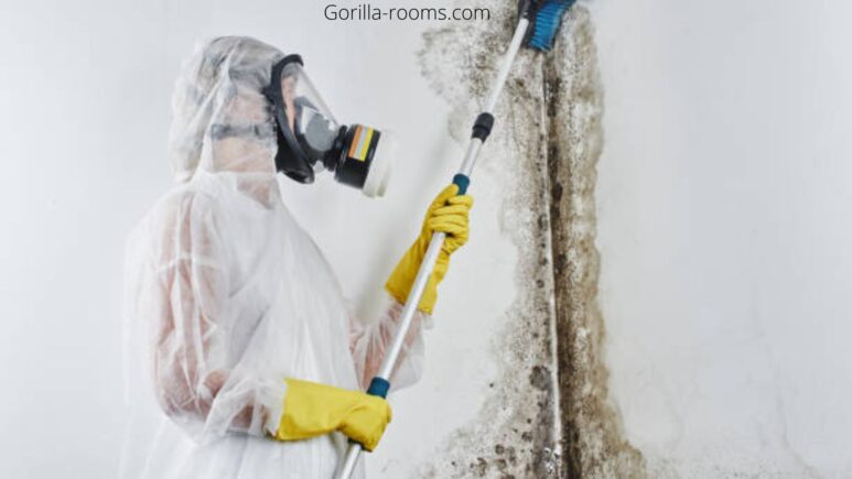 Does KILZ Kill Mold? (Explained!) » Gorilla Rooms