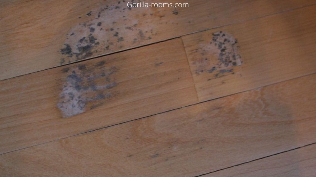 How can you find Mold Under Laminate