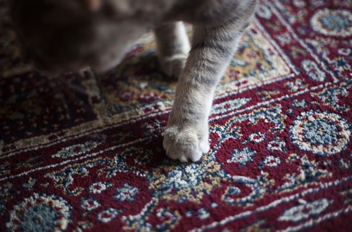 How to Repair Carpet Damaged by Cats