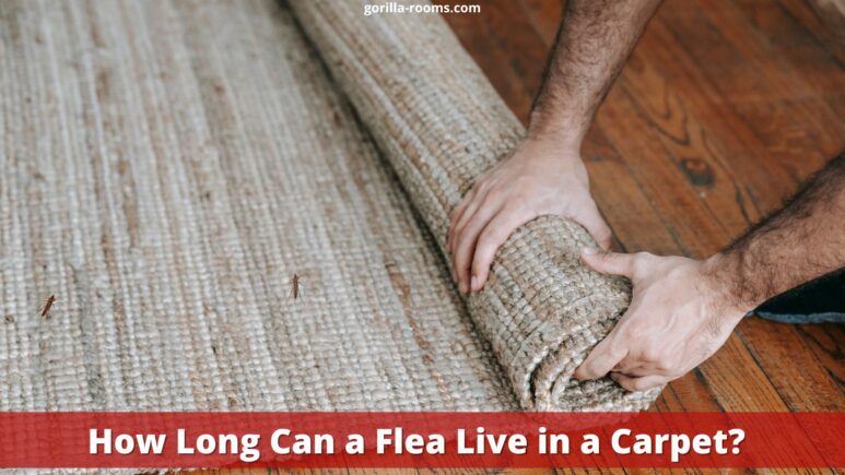 How Long Can a Flea Live in a Carpet