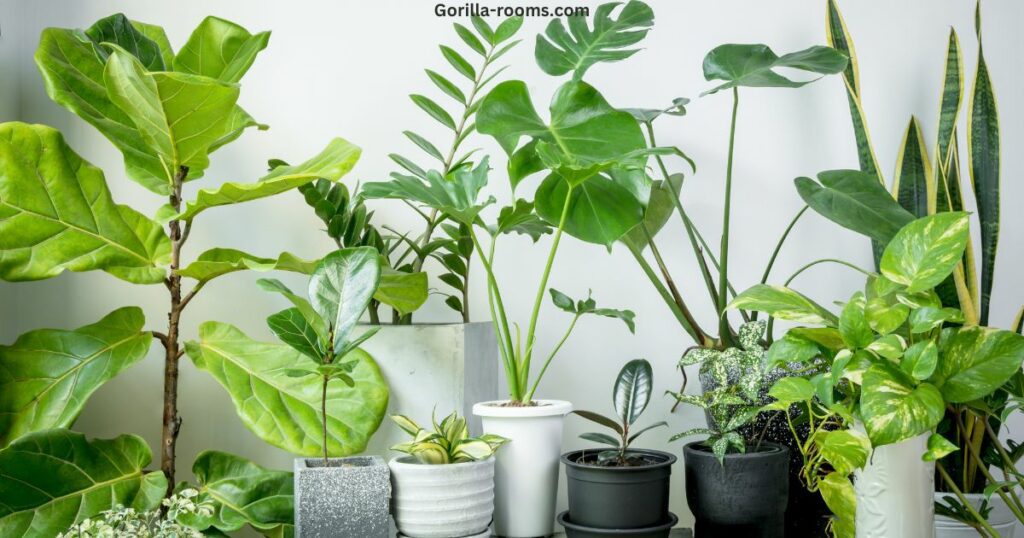  Plants In Glassy Pots